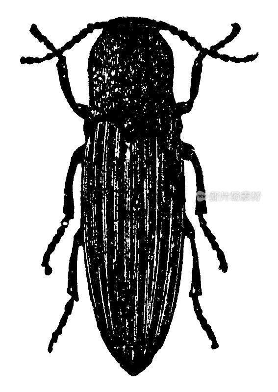 有条纹的咔哒虫(Agriotes Lineatus) - 19世纪